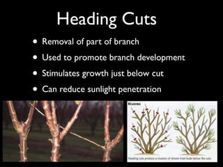 Fruit+pruning+powerpoint+copy.pdf for pruning of fruit trees | PDF