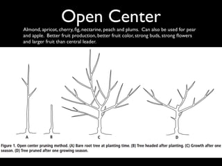 Fruit+pruning+powerpoint+copy.pdf for pruning of fruit trees | PDF