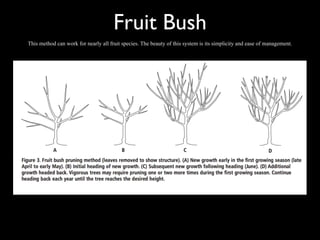 Fruit+pruning+powerpoint+copy.pdf for pruning of fruit trees | PDF