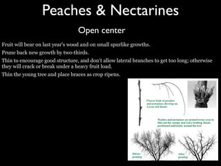 Fruit+pruning+powerpoint+copy.pdf for pruning of fruit trees | PDF
