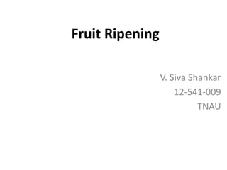 Fruit Ripening
V. Siva Shankar
12-541-009
TNAU
 