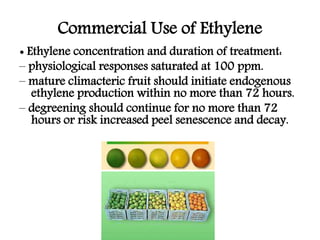 Commercial Use of Ethylene
• Ripening of climacteric fruits:
– Banana
– Tomato
– Avocado
– Mango
– Papaya
– Persimmon
– Ho...