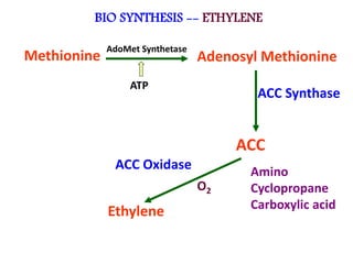 BIO SYNTHESIS -- ETHYLENE
Methionine Adenosyl Methionine
ACC
Ethylene
ACC Synthase
ACC Oxidase
O2
Amino
Cyclopropane
Carbo...