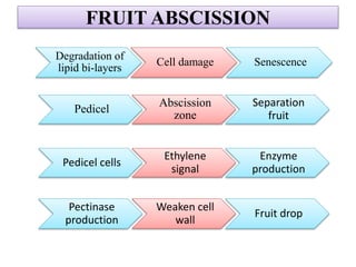 Mechanism of Fruit ripening | PPTX