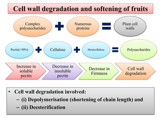 Mechanism of Fruit ripening | PPTX
