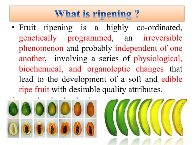 Mechanism of Fruit ripening | PPTX