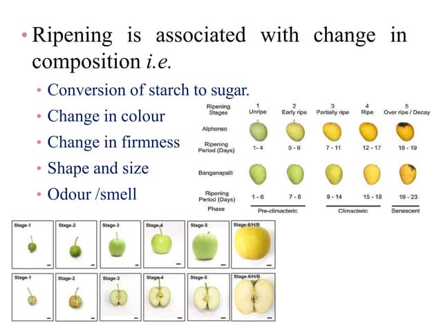 Changes During Fruit Ripening – Fruit ripening phenomena–an overview – JUXK