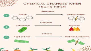 Organic and Artificial fruit Ripening | PPTX