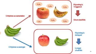 Organic and Artificial fruit Ripening | PPTX