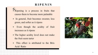 Organic and Artificial fruit Ripening | PPTX