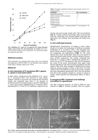Biocontrol of Colletotrichum capsici in chilli. Chandra et al.
Statistical analysis
Each experiment was repeated three times. Data was combined
and subjected to ANOVA (SPSS 11.5 for Windows) and compared
using Tukey’s multiple range test (P =0.05).
RESULTS
In vitro interaction of P. aeruginosa WS-1 against
C. capsici in dual solid culture
In dual culture, significant growth inhibition of C. capsici
by P. aeruginosa WS-1 was observed in solid culture
medium. Growth of mycelium was restricted near bacterial
streaks and continued away from it. An increase in
incubation period was proportionate to growth inhibition of
C. capsici up to 6 days. Quantitatively, P. aeruginosa WS-1
demonstrated 53.21 and 41.57% inhibition, respectively for
circular and semi-circular streaks after 144 h of incubation
(Fig. 2). A phase contrast microscopic study of the mycelia
from the interacting zone showed hyphal shriveling and
deformities, tip swelling, short branching and finally lysis
(Fig. 3).
In vitro antifungal bioassay
Morphological abnormalities of hyphae in dual culture
forced us to detect the production of different secondary
metabolites by P. aeruginosa WS-1. The antagonist pro-
duced mainly chitinase, protease, hydrogen cyanide, vola-
tile compounds and siderophores (Table 1). The strain
formed clear zones around spots when they were grown in
chitin and gelatin media which confirms chitinase and pro-
tease activity, respectively. The volatile compound pro-
duced by P. aeruginosa WS-1 inhibited the growth of C.
capsici by up to 57%. Furthermore, after 24 h of incubation
the colour of the picric acid-saturated filter paper strips
became light brown and with increasing incubation time the
colour of the filter strips changed to reddish-brown which
indicates strong cyanogenic activity of the strain. The blue
colour of the CAS medium was due to the Fe-dye complex
and when siderophores produced by WS-1 the iron released
from the Fe-dye complex resulted in a change of colour to
orange, which indicates the hydroxamate nature of sidero-
phores.
P. aeruginosa WS-1 treatment and challenge
inoculation in a greenhouse
The data of disease incidence on chilli in 2009 are sum-
marized in Table 2. Disease incidence (DI) was signifi-
0
5
10
15
20
25
30
0 24 48 72 96 120 144
Hours of incubation
Radialdiameter(mm)
Control
Half circle
Circle
Fig. 2 Inhibition of C. capsici by P. aeruginosa WS-1 under dual plate
culture using circular (O) and semicircular (U) method. Data repre-
sents the mean of triplicate sets of experiments. The vertical bars indicate
the standard deviation (SD).
A B1 B2
B 3 B4
Fig. 3 Phase contrast microscopic observation of mycelium inhibited by P. aeruginosa WS-1. A: Hyphae of control plate showing normal hyphal
structure. B (1-4): Hyphae of treated plate showing: 1. Short branching, 2. Tip swelling, 3. Hyphal shriveling, 4. Hyphal deformities.
Table 1 Secondary metabolites production and enzymatic activity of P.
aeruginosa WS-1.
Metabolites Rate of production
Siderophore production +++
Volatile substances (HCN) production +++
Protease activity ++
Chitinase activity +
Amylase activity -
Pectinase activity -
Cellulase activity -
‘+++’ Stronger production, ‘++’ Moderate production, ‘+’ Low production, ‘-’No
production.
40
 