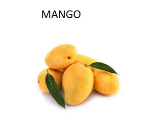 MANGO
 