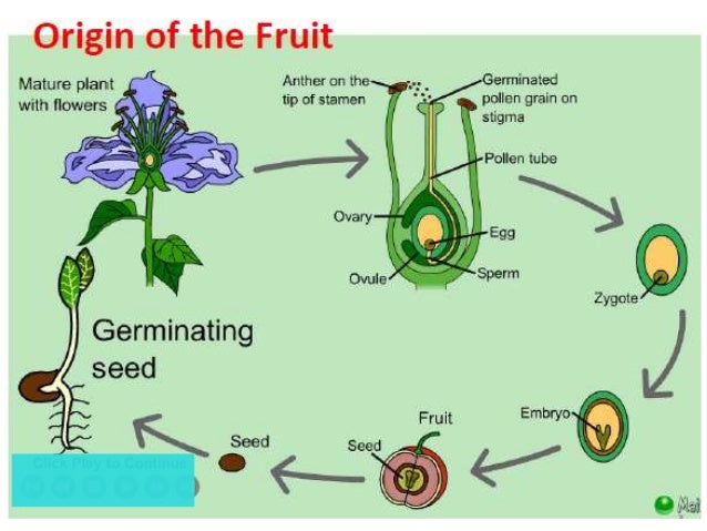 Fruits development-of-fruit-without-fertilization-is-called-neetlab
