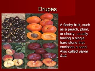 Fruits | PPT