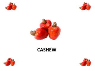 CASHEW
 