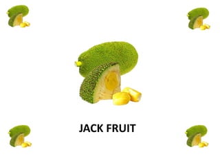 JACK FRUIT
 