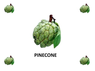 PINECONE
 