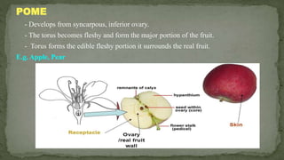 Septum Fruit Example Fruits | PPTX