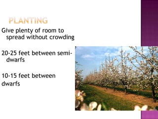 PlantingGive plenty of room to spread without crowding20-25 feet between semi-dwarfs10-15 feet between dwarfs