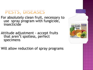Pests, diseasesFor absolutely clean fruit, necessary to use  spray program with fungicide, insecticideAttitude adjustment - accept fruits that aren’t spotless, perfect specimensWill allow reduction of spray programs