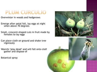 Plum curculioOverwinter in woods and hedgerowsEmerge after petal fall, lay eggs at night when above 70 degreesSmall, crescent-shaped cuts in fruit made by females to lay eggs Can place cloth on ground and shake tree vigorouslyWeevils "play dead" and will fall onto cloth - gather and dispose ofBotanical spray