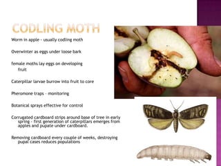 Codling mothWorm in apple - usually codling moth Overwinter as eggs under loose barkfemale moths lay eggs on developing 	fruitCaterpillar larvae burrow into fruit to corePheromone traps – monitoringBotanical sprays effective for controlCorrugated cardboard strips around base of tree in early spring - first generation of caterpillars emerges from apples and pupate under cardboard. Removing cardboard every couple of weeks, destroying pupal cases reduces populations