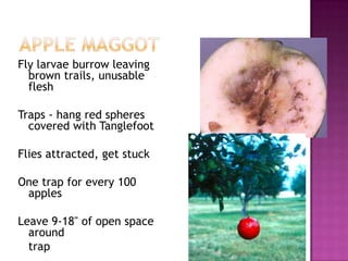 Apple maggotFly larvae burrow leaving brown trails, unusable fleshTraps - hang red spheres covered with TanglefootFlies attracted, get stuckOne trap for every 100 applesLeave 9-18" of open space around 	trap