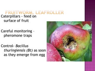 Fruitworm, leafrollerCaterpillars - feed on surface of fruitCareful monitoring – pheromone trapsControl- Bacillus thuringiensis (Bt) as soon as they emerge from egg