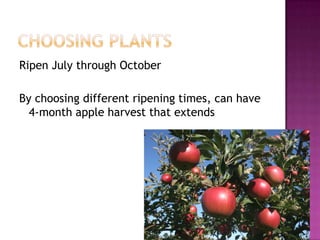 CHOOSING PLANTSRipen July through October By choosing different ripening times, can have 4-month apple harvest that extends 