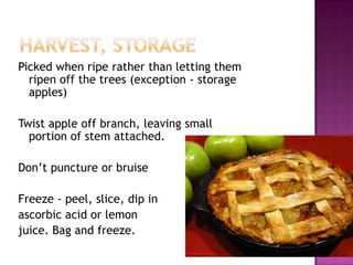 Harvest, storagePicked when ripe rather than letting them ripen off the trees (exception - storage apples)Twist apple off branch, leaving small portion of stem attached. Don’t puncture or bruise Freeze - peel, slice, dip in ascorbic acid or lemon juice. Bag and freeze.
