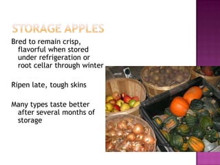 Storage applesBred to remain crisp, flavorful when stored under refrigeration or root cellar through winter Ripen late, tough skinsMany types taste better after several months of storage