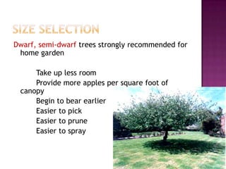 Size selection Dwarf, semi-dwarf trees strongly recommended for  home garden		Take up less room		Provide more apples per square foot of canopy		Begin to bear earlier		Easier to pick		Easier to prune		Easier to spray