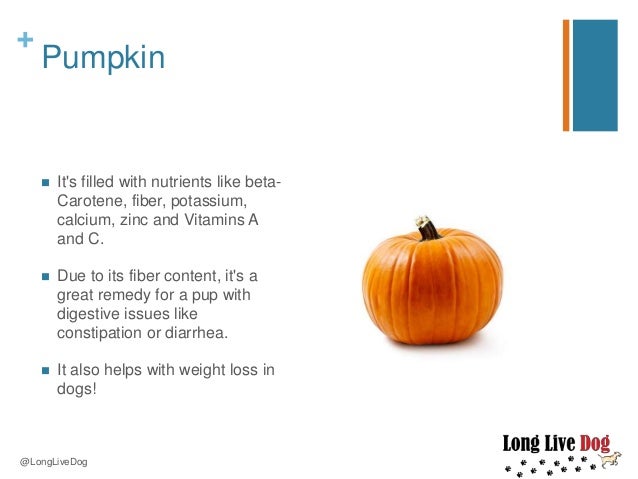 Can Pumpkin Give Dogs Diarrhea Can Pumpkin Give Dogs Diarrhea