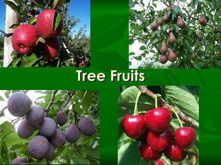 Tree Fruits 