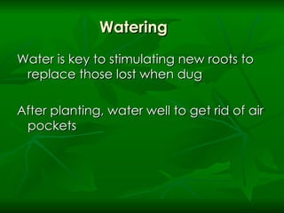 Watering Water is key to stimulating new roots to replace those lost when dug  After planting, water well to get rid of air pockets  