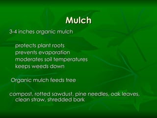 Mulch 3-4 inches organic mulch  protects plant roots prevents evaporation moderates soil temperatures keeps weeds down Organic mulch feeds tree compost, rotted sawdust, pine needles, oak leaves, clean straw, shredded bark 