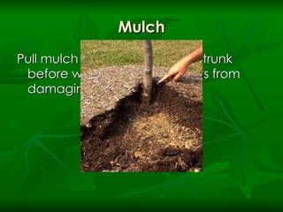 Mulch Pull mulch back two feet from trunk before winter to keep rodents from damaging tender bark 