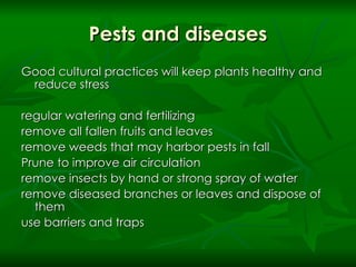Pests and diseases Good cultural practices will keep plants healthy and reduce stress regular watering and fertilizing remove all fallen fruits and leaves remove weeds that may harbor pests in fall  Prune to improve air circulation remove insects by hand or strong spray of water remove diseased branches or leaves and dispose of them use barriers and traps 