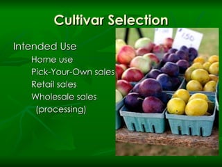 Cultivar Selection Intended Use Home use Pick-Your-Own sales Retail sales Wholesale sales  (processing) 