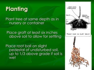 Planting Plant tree at same depth as in nursery or container Place graft at least six inches above soil to allow for settling Place root ball on slight pedestal of undisturbed soil, up to 1/3 above grade if soil is wet 