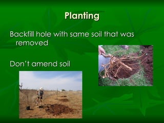 Planting Backfill hole with same soil that was removed  Don’t amend soil 