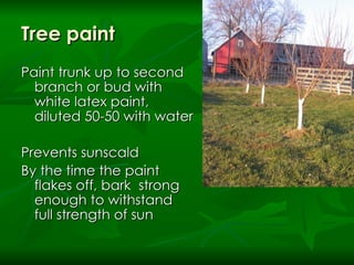 Tree paint Paint trunk up to second branch or bud with white latex paint, diluted 50-50 with water Prevents sunscald  By the time the paint flakes off, bark  strong enough to withstand full strength of sun 