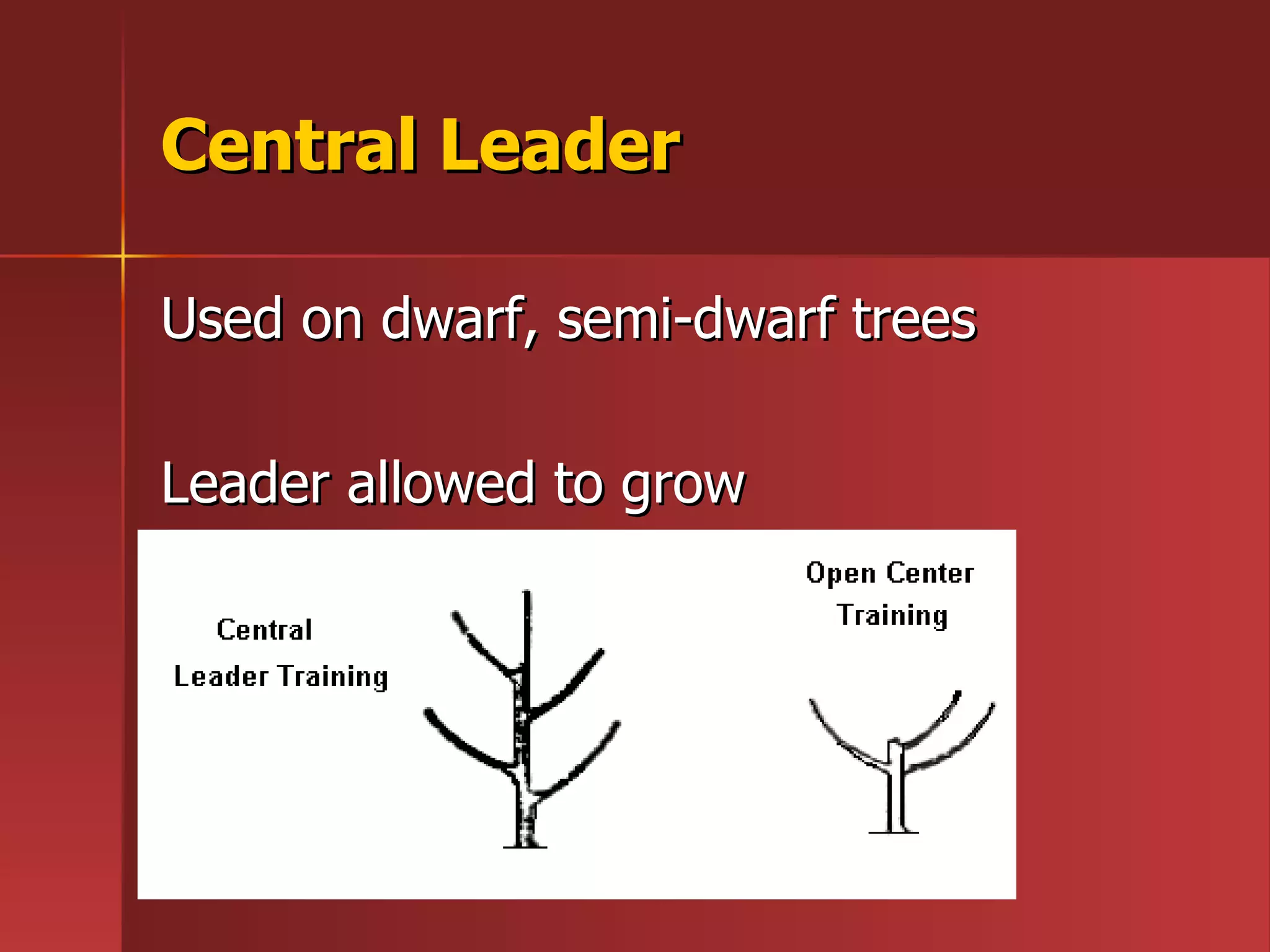 Central Leader Used on dwarf, semi-dwarf trees Leader allowed to grow 