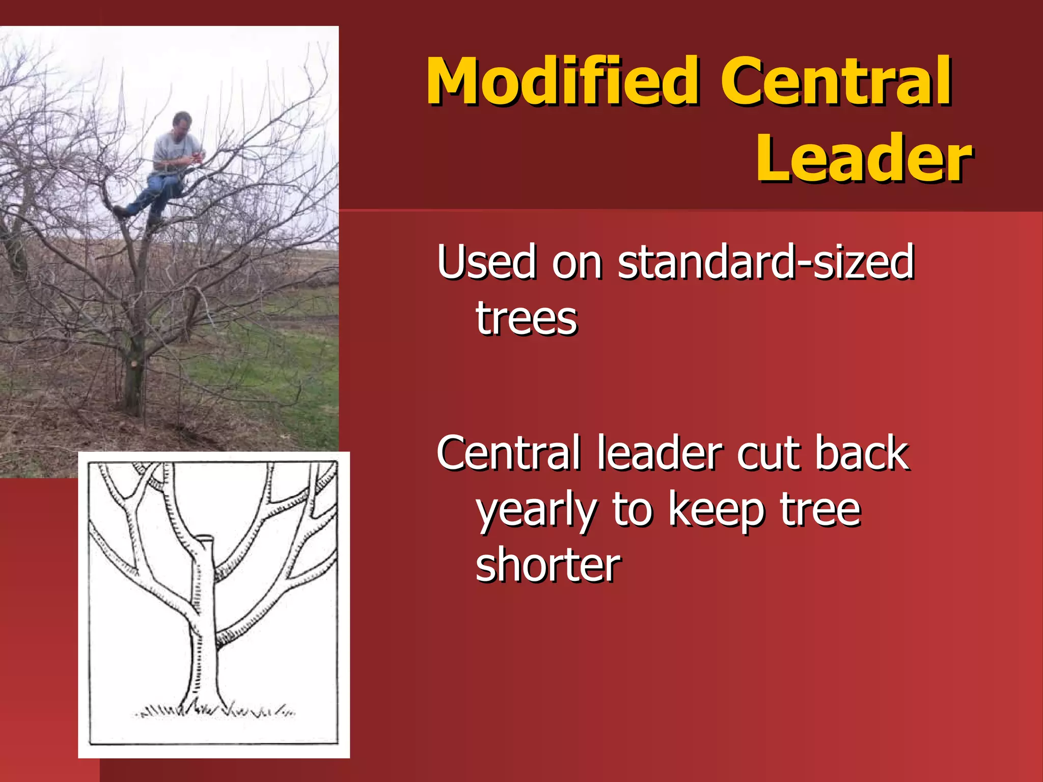 Modified Central  Leader Used on standard-sized trees Central leader cut back yearly to keep tree shorter 