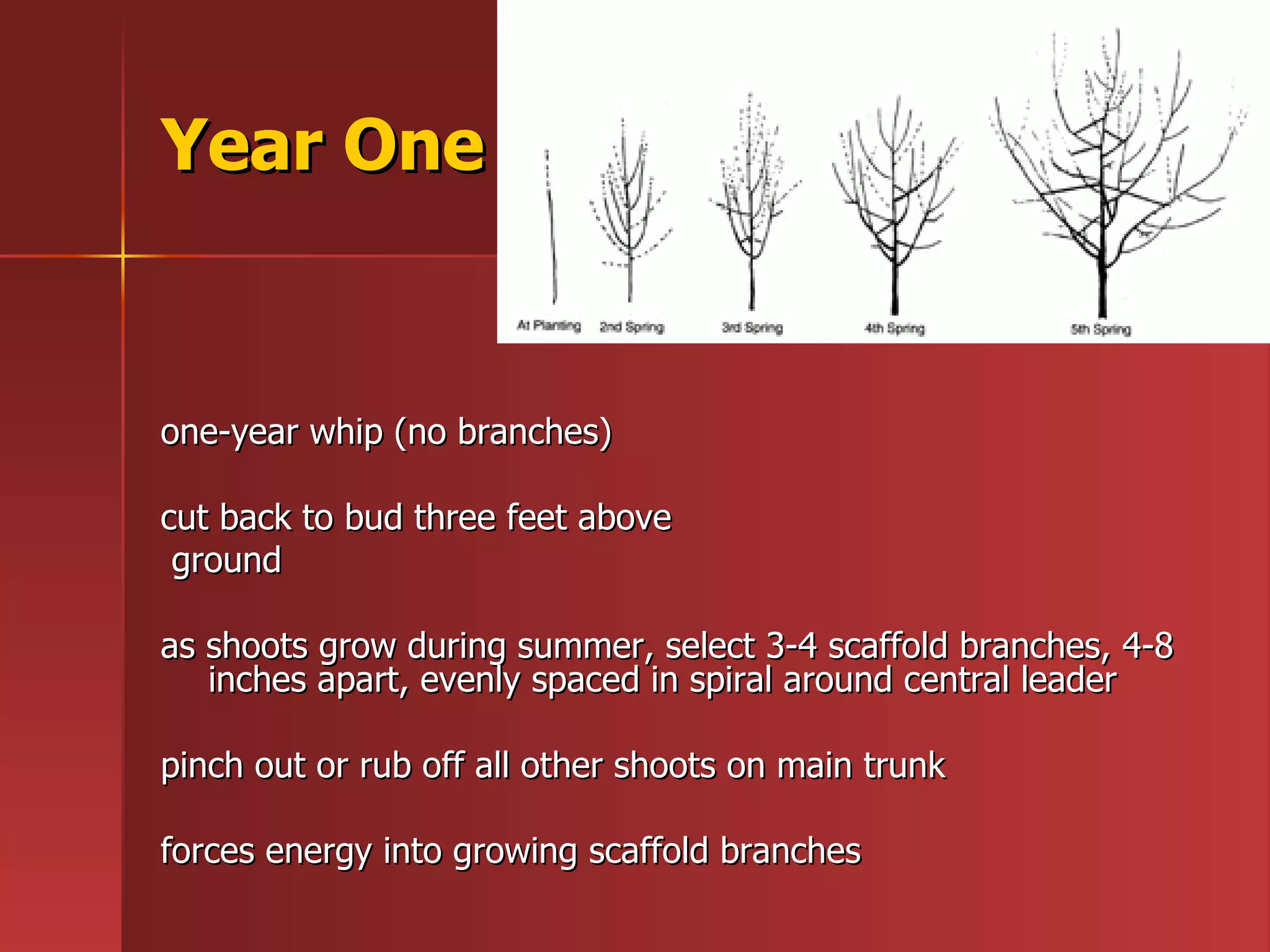 Year One one-year whip (no branches) cut back to bud three feet above ground as shoots grow during summer, select 3-4 scaffold branches, 4-8 inches apart, evenly spaced in spiral around central leader pinch out or rub off all other shoots on main trunk  forces energy into growing scaffold branches 