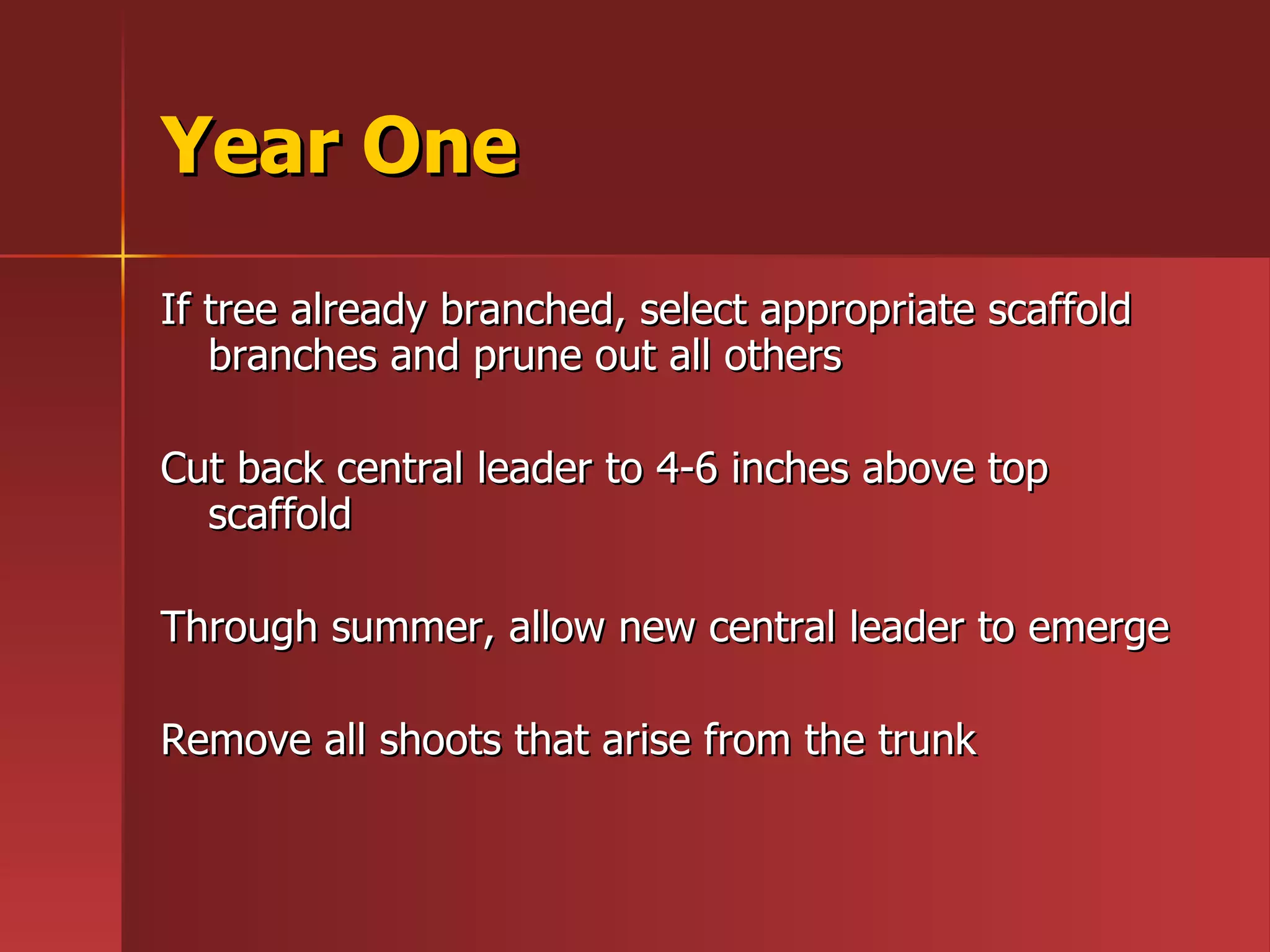 Year One If tree already branched, select appropriate scaffold branches and prune out all others Cut back central leader to 4-6 inches above top scaffold  Through summer, allow new central leader to emerge Remove all shoots that arise from the trunk 