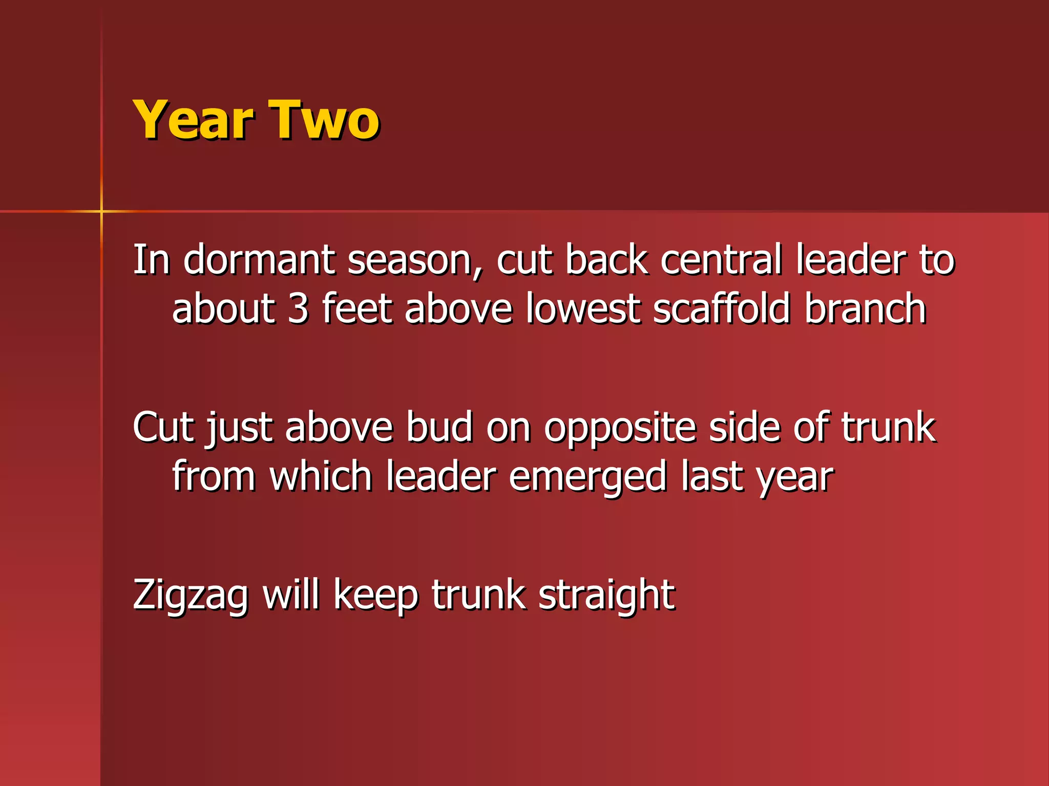 Year Two  In dormant season, cut back central leader to about 3 feet above lowest scaffold branch Cut just above bud on opposite side of trunk from which leader emerged last year Zigzag will keep trunk straight 