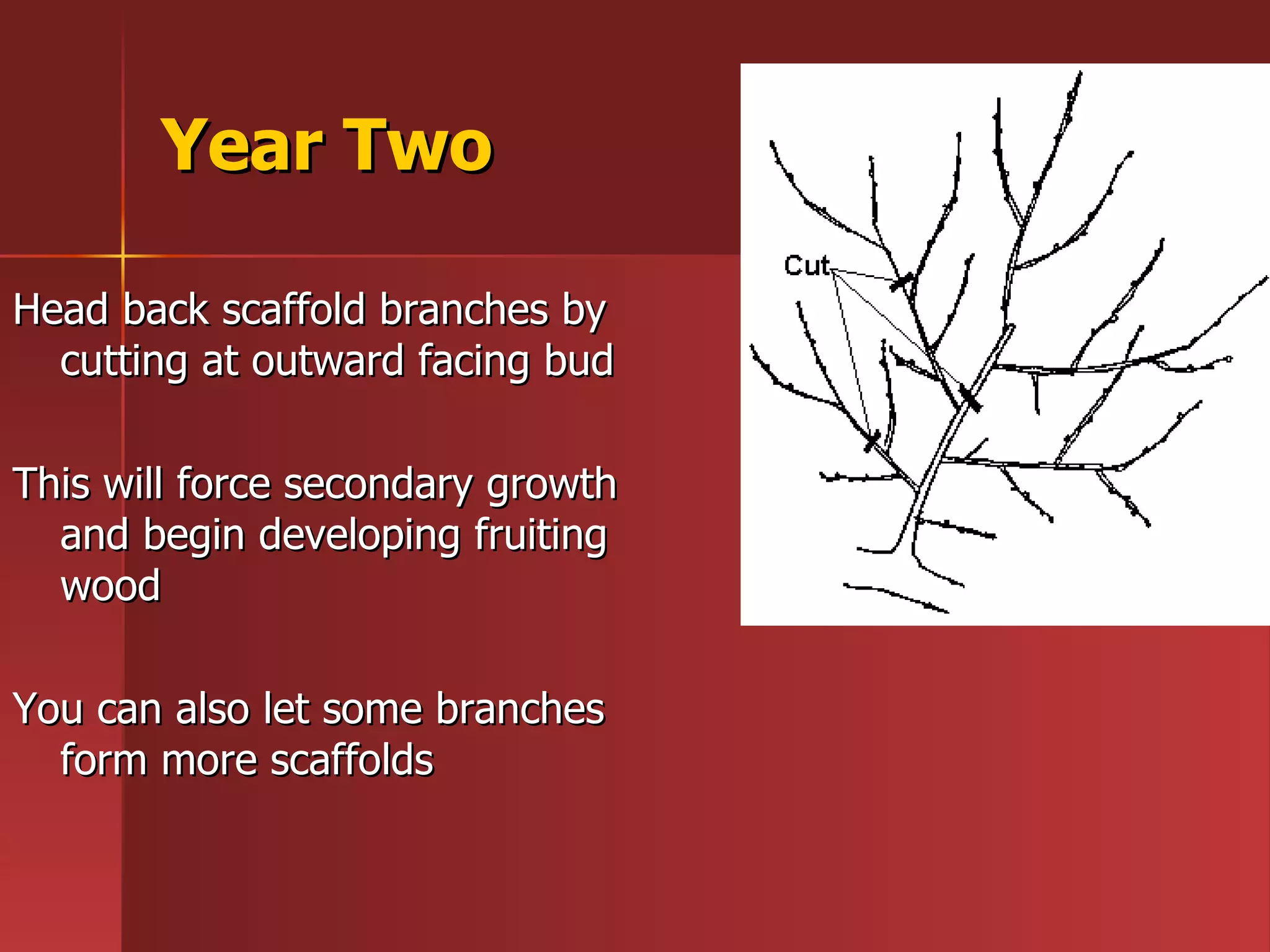 Year Two Head back scaffold branches by cutting at outward facing bud This will force secondary growth and begin developing fruiting wood You can also let some branches form more scaffolds  
