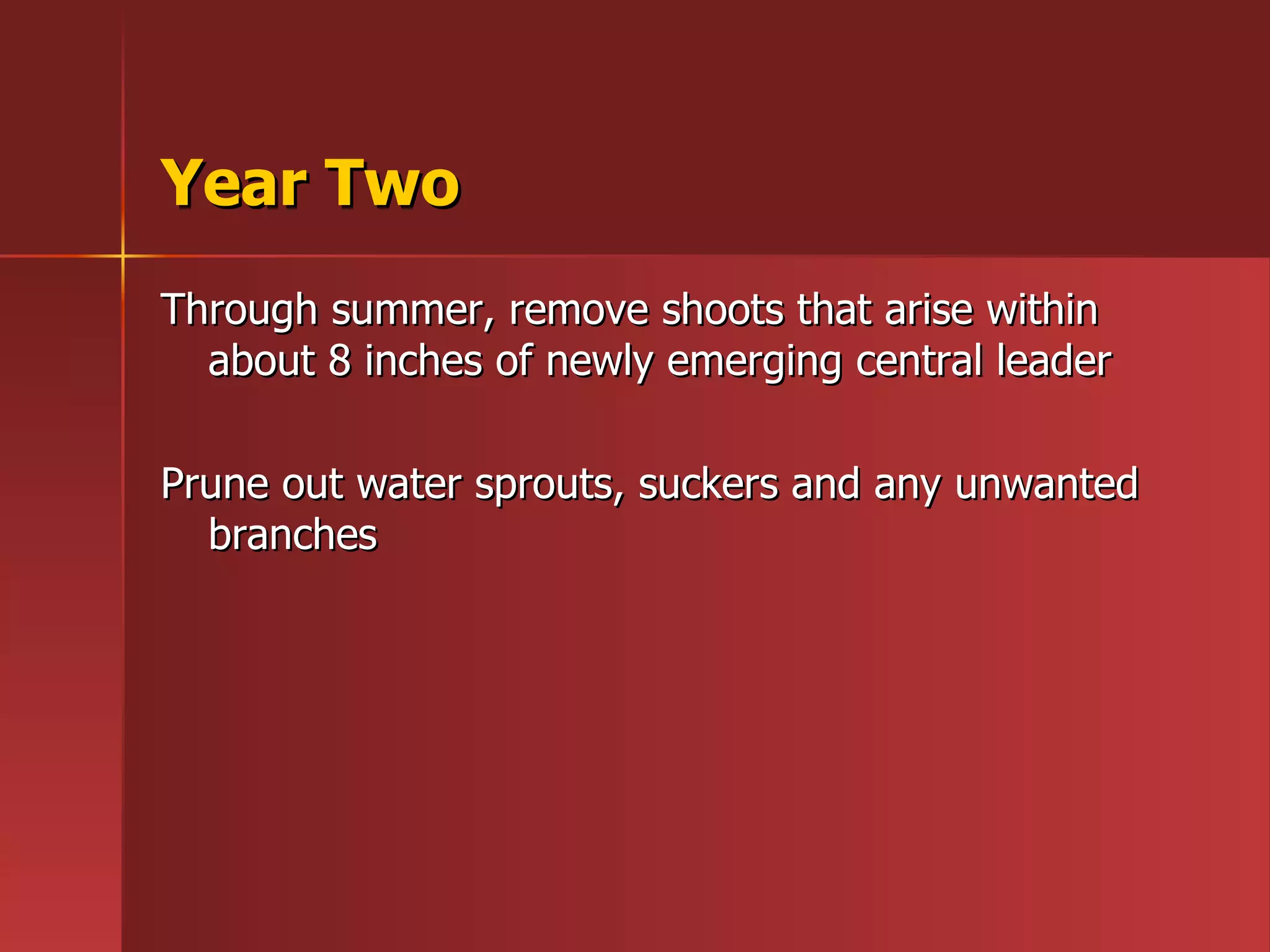 Year Two Through summer, remove shoots that arise within about 8 inches of newly emerging central leader Prune out water sprouts, suckers and any unwanted branches 