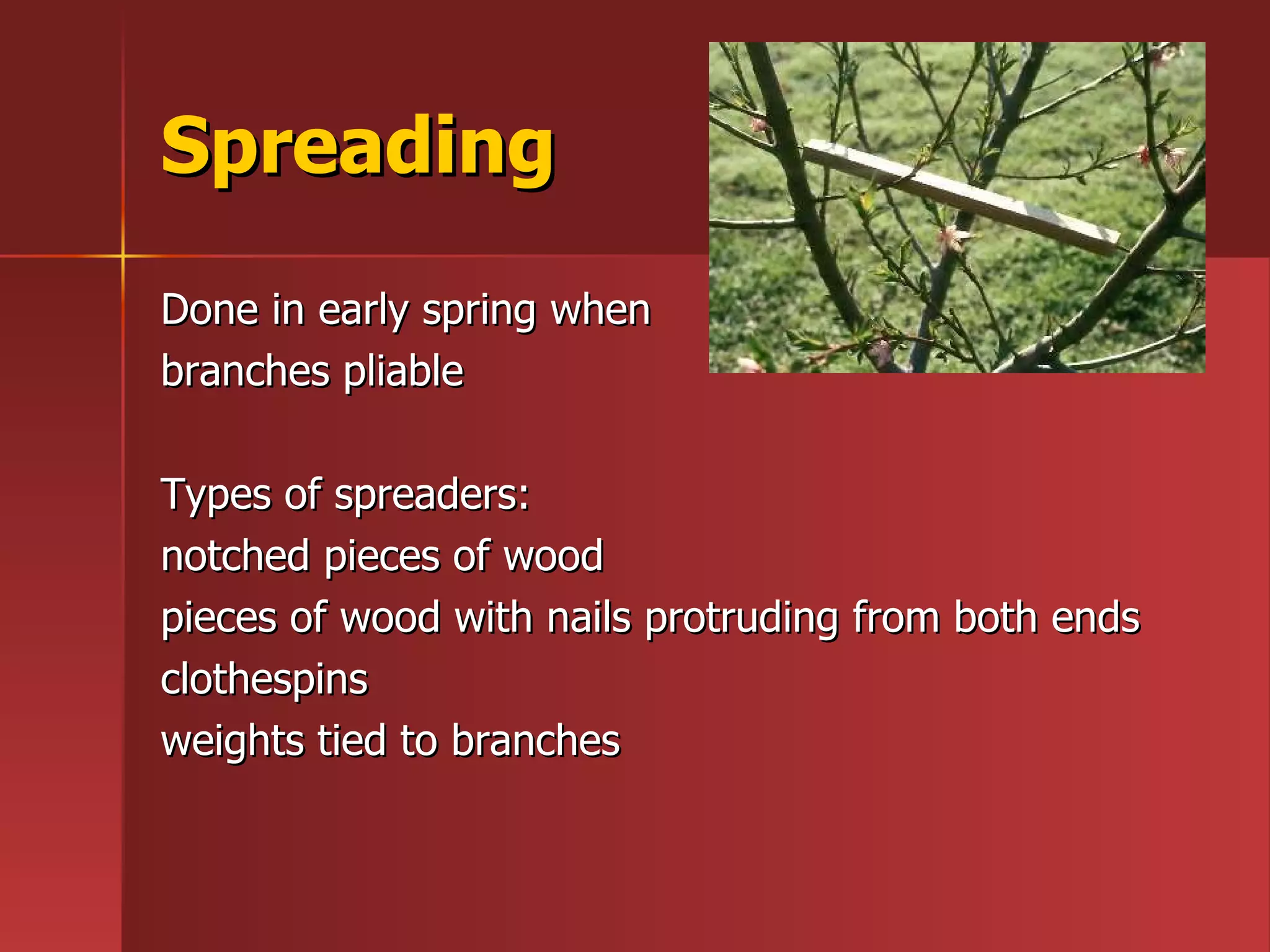 Spreading Done in early spring when  branches pliable Types of spreaders:  notched pieces of wood pieces of wood with nails protruding from both ends clothespins weights tied to branches 